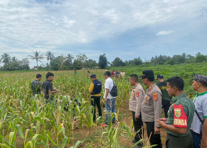 Penemuan Mayat Wanita dalam Karung di Kebun Jagung Lampung Timur