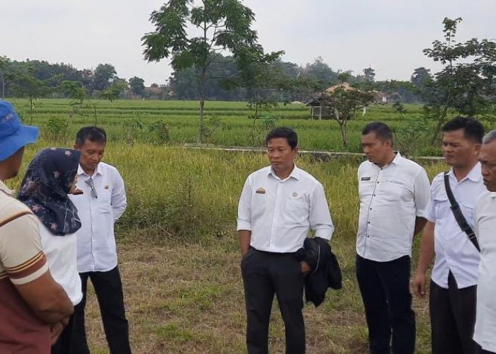 Dinas Pertanian Kota Metro Antisipasi Gagal Panen Imbas Sawah Kering