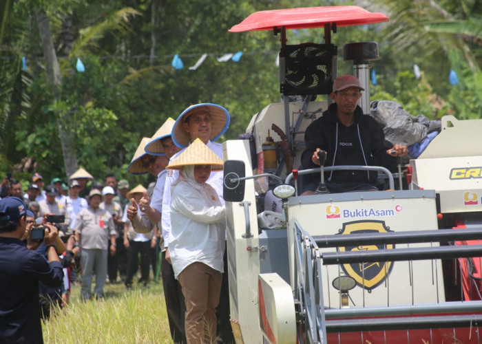 Pemkab Lampung Barat Bersama Kementan  RI Melakukan Panen Raya Padi