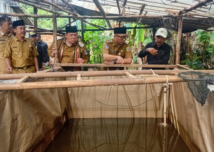 Uji Coba PHC pada Budidaya Lele Berhasil, Gubernur Lampung Dorong Pengembangan Inovasi