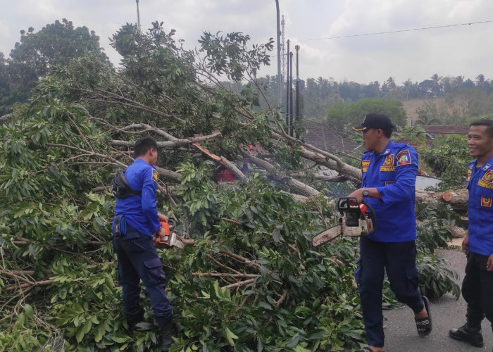 Damkar Sisir Pohon Rawan Tumbang di Komplek Pemkab Lamsel