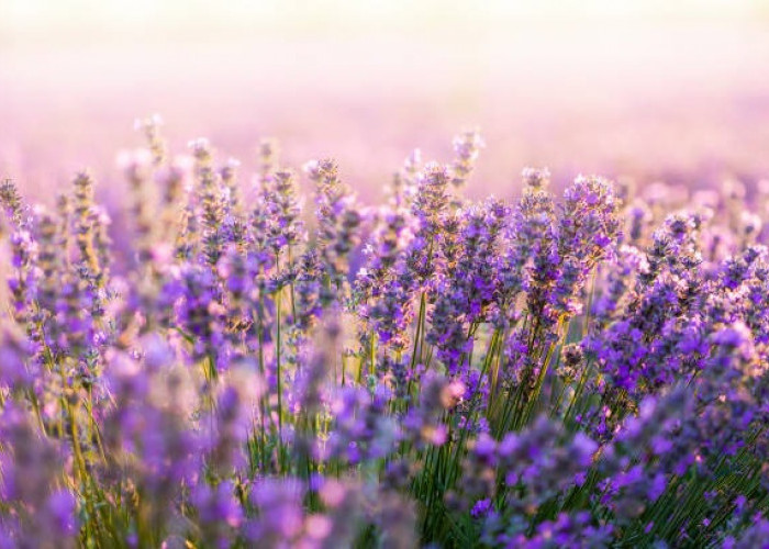 Tidak Banyak Orang Tau! Manfaat dan Khasiat dari Bunga Lavender
