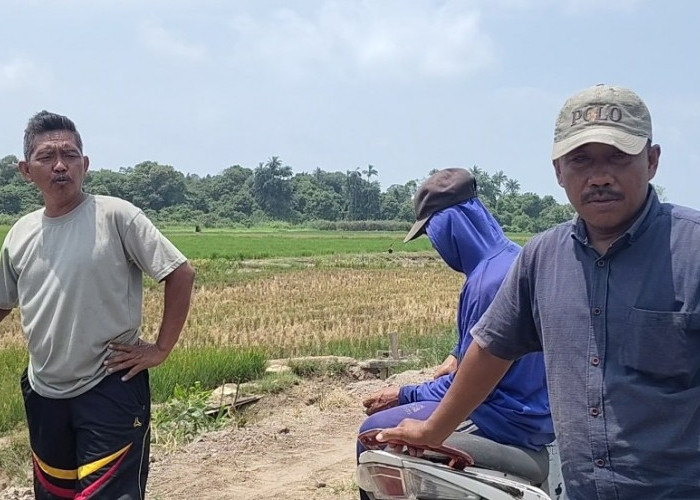 Tanggul Gajah Jadi Polemik di Sukorahayu, Petani Pertanyakan Tanah yang Sudah Dihibahkan