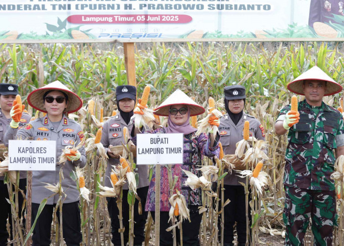 Panen Raya Jagung di Lamtim: Sinergi Nasional Wujudkan Swasembada Pangan