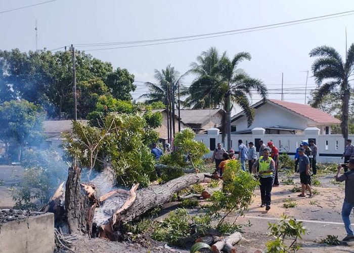 Pohon Tumbang Sengaja Dibakar di Kalianda, Melukai 2 Pemotor