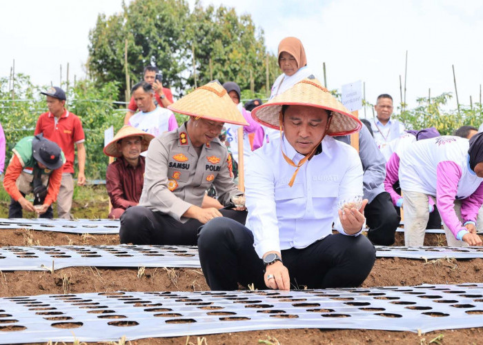 Lampung Barat Disiapkan Jadi Sentra Bawang Putih, Parosil Mabsus: Butuh Upaya Serius