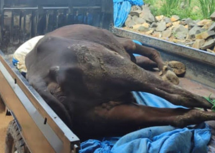 Wabah PMK, Peternak Sapi di Lamtim Merugi, Sapi Mati Hingga Terpaksa Jual Murah Sapi Sakit