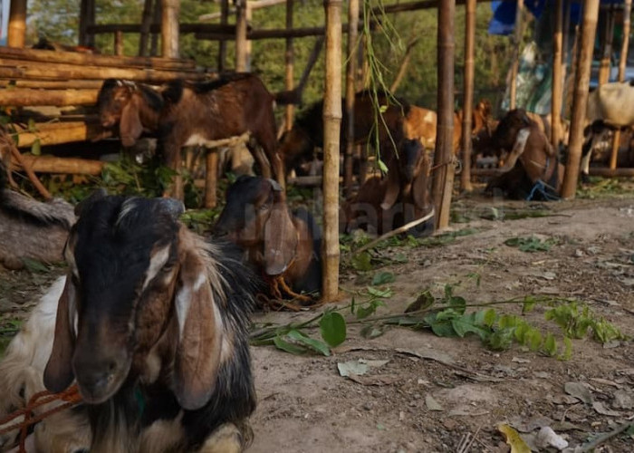 Dinas Pertanian Pastikan Kebutuhan Hewan Kurban di Bandar Lampung Tercukupi