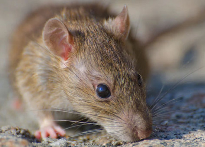 Tikus Menyerang Padi, UPT Menghimbau Petani