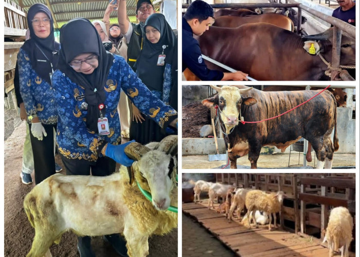 Pemotongan Hewan Kurban di Lampung Meningkat, Sapi Tembus Hampir 25 Ribu Ekor