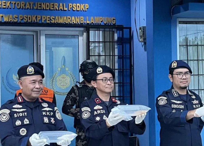 KKP Gagalkan Penyelundupan 31 Ribu Benih Lobster di Lampung, Selamatkan Kerugian Rp4,6 Miliar