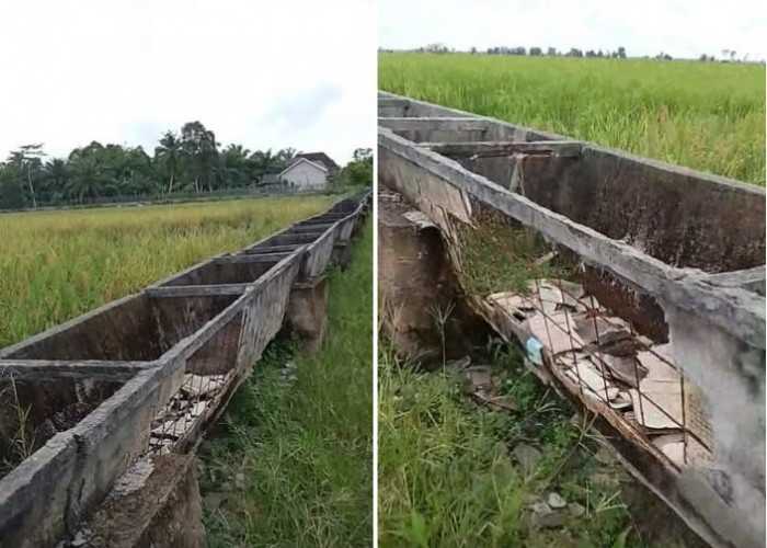 Saluran 'Gaib' Rawa Jitu: Rp97 Miliar APBN Terkuras, Petani Mesuji Hanya dapat Debu!