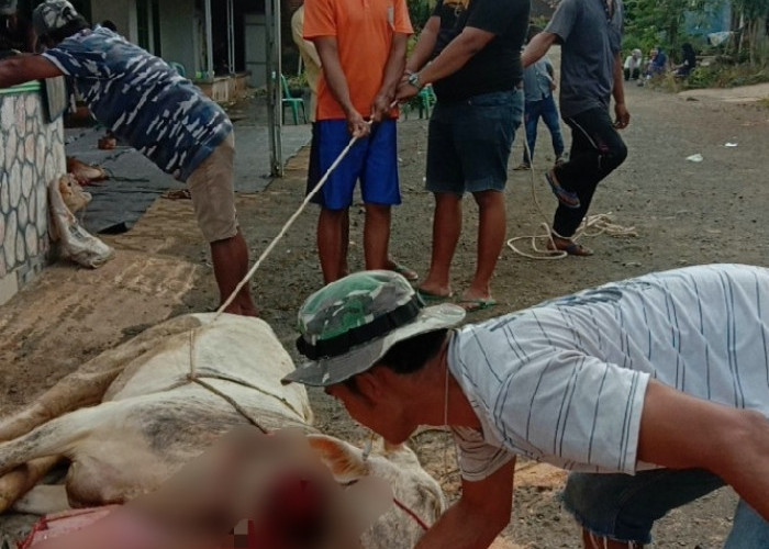 PT Sarana Global Quarry Salurkan Hewan Kurban untuk Warga Dusun 1 Desa Banjar Agung