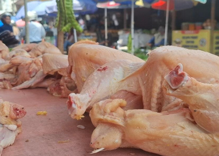 Harga Daging Ayam di Kota Metro Meroket hingga Rp44 Ribu, Lampaui HET Bapanas