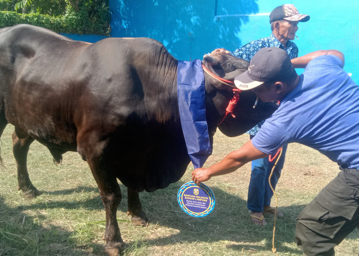 Pemkot Bandar Lampung Salurkan 93 Hewan Qurban