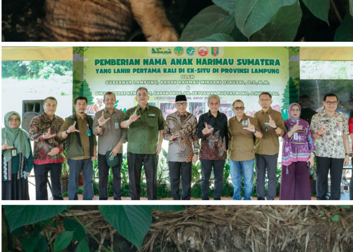 Gubernur Lampung Perkenalkan Dua Anak Harimau Sumatera Yang Lahir di Lembah Hijau