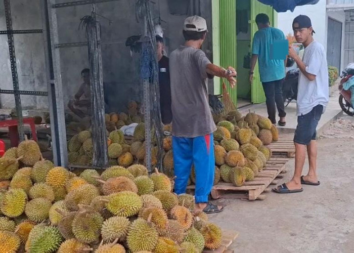 Awal Tahun Baru, Lapak Dagang Durian di Kota Metro Ramai Diserbu Pembeli