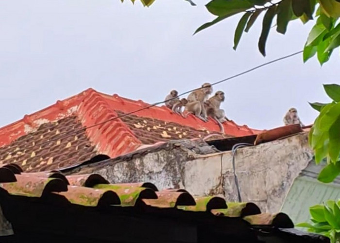 Mencari Makan, Belasan Monyet Turun ke Permukiman Warga di Pahoman