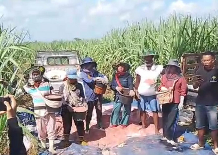 Bantuan Perluasan Lahan Tebu Bikin Petani Lampung Utara Lepas Ketergantungan Singkong