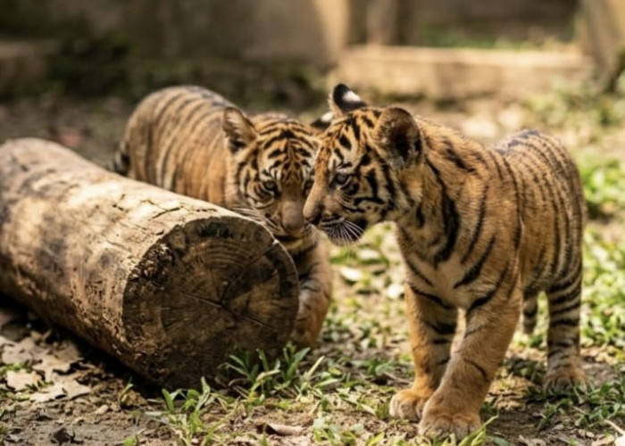 Keajaiban di Lembah Hijau, Dua Bayi Harimau Lahir dari Induk Korban Jerat