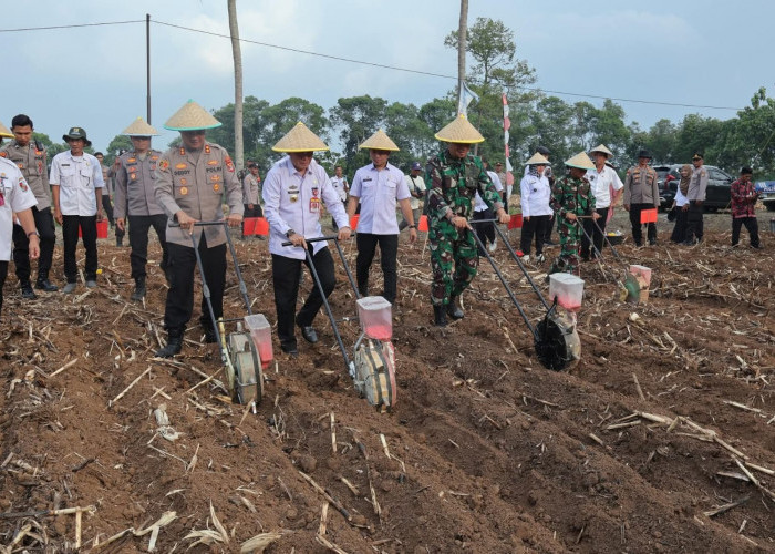 Bupati Lampura Diwakili Asisten I Hadiri Penanaman Jagung Serentak