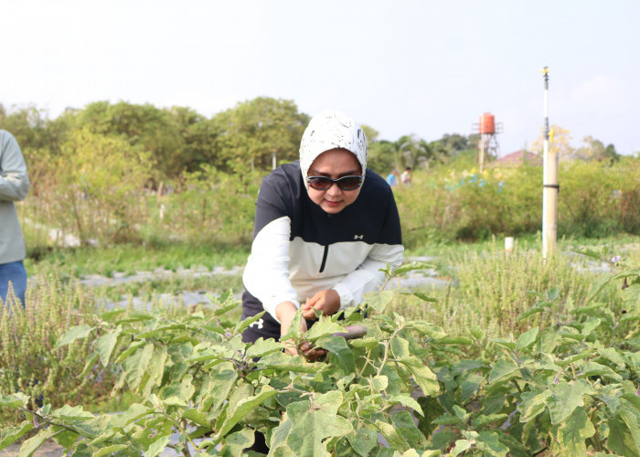 Riana Sari Arinal Panen Perdana Buah dan Sayur di PKK Agropark Lampung Selatan