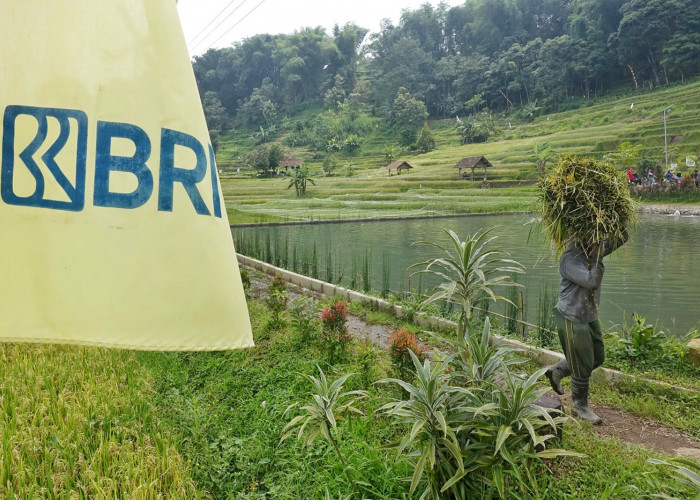 BRI Salurkan KUR Rp83,38 triliun, Pertanian Jadi Motor Utama
