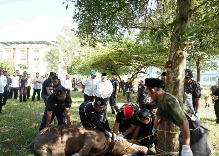 UIN Raden Intan Lampung Sembelih 12 Sapi dan 7 Kambing pada Idul Adha 1447 H