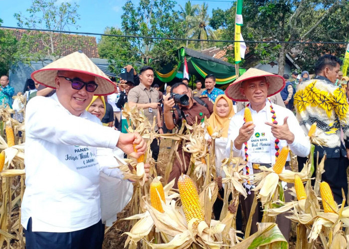 Kajati Lampung Panen Jagung di Gisting Bersama Bupati Tanggamus dan Forkopimda 