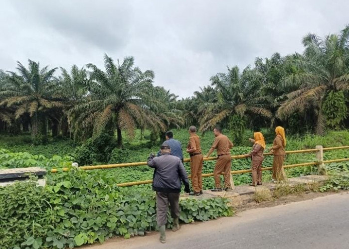PT.KAP Terbukti Tanam Sawit di Bawah 10 Meter dari Sungai, Disbunnak Segera Lapor ke Bupati