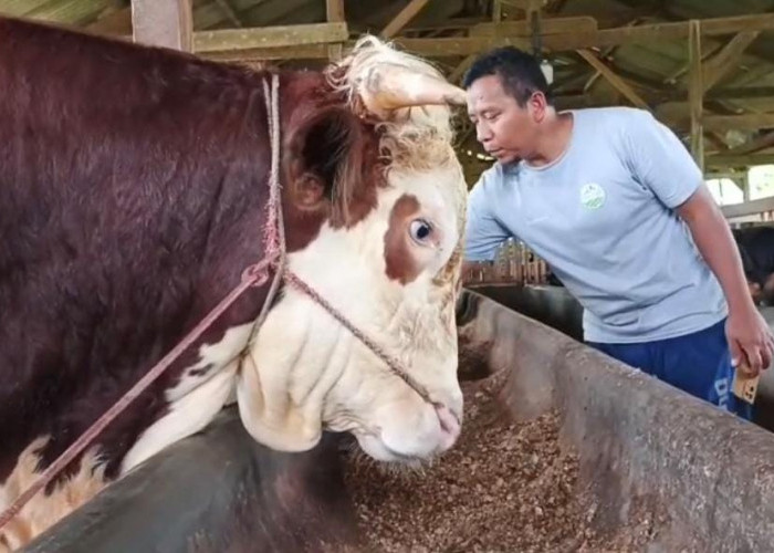 Dua Sapi Kurban Juara Kontes di Metro Dibeli Presiden Prabowo