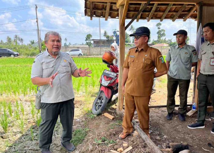 Kekeringan Sawah di Kurungan Nyawa, Sita Perhatian Kementan RI