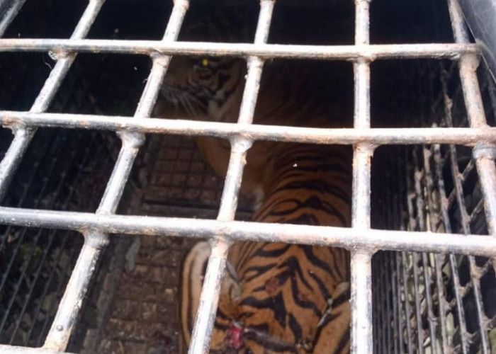 Harimau Yang Serang Petani di Lambar Berhasil Tertangkap 