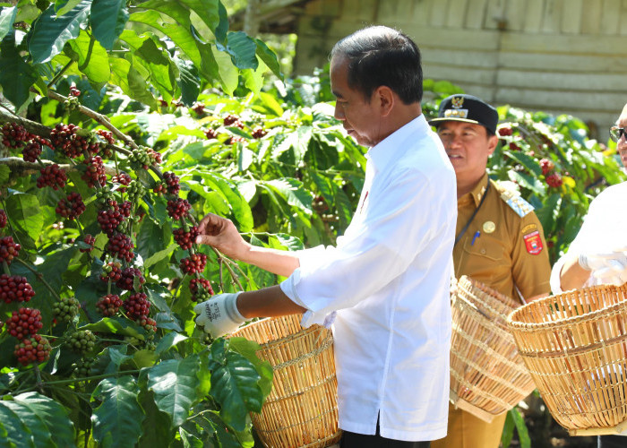 Jokowi Panen Kopi: Harusnya Bisa 8 Ton atau 9 Ton, Ini Tugas Kita Bersama