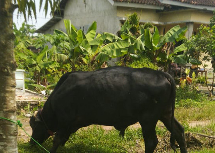 Penggelapan Sapi Bantuan  Desa Bakti Rasa, Palas Ditangani Polisi   