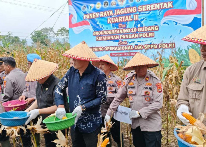 Melalui Panen Raya Jagung, Polres Tanggamus Targetkan Perkuat Ketahanan Pangan