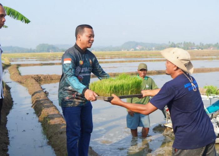 Bupati Riyanto Tanam Padi Perdana Corporate Farming 