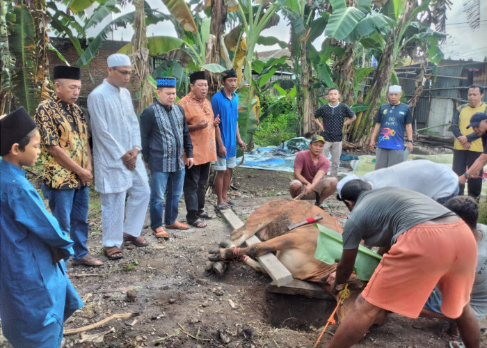 PWI Lampung Kurban 4 Ekor Sapi di Idul Adha 1444 Hijriah