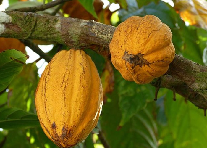 Disbunak Pesawaran Jadikan Komoditas Kakao sebagai Produksi Unggulan