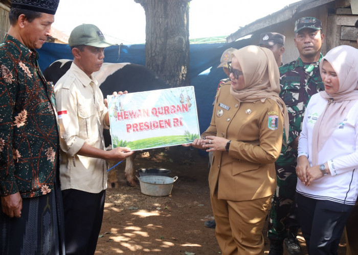 Bupati Ela Serahkan Sapi Kurban dari Presiden Prabowo ke Masjid Baiturrahman Sekampung Udik