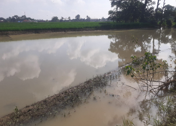 Provinsi Bungkam, Petani Korban Banjir Sasar Kota Metro