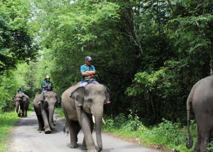 Pihak TNWK Gercep Obati Anak Terpental Akibat Hempasan Belalai Gajah