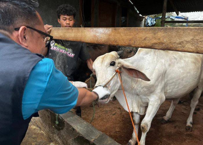 Lampung Kerahkan 1.229 Petugas Awasi Hewan Kurban Idul Adha 2026