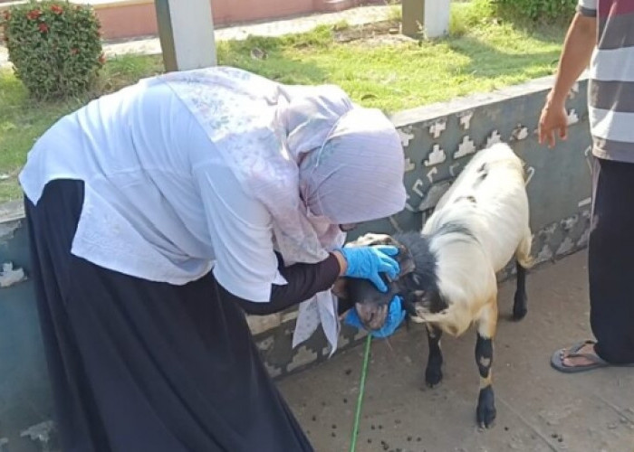 Jelang Idul Adha Disbunak Periksa Hewan Kurban 