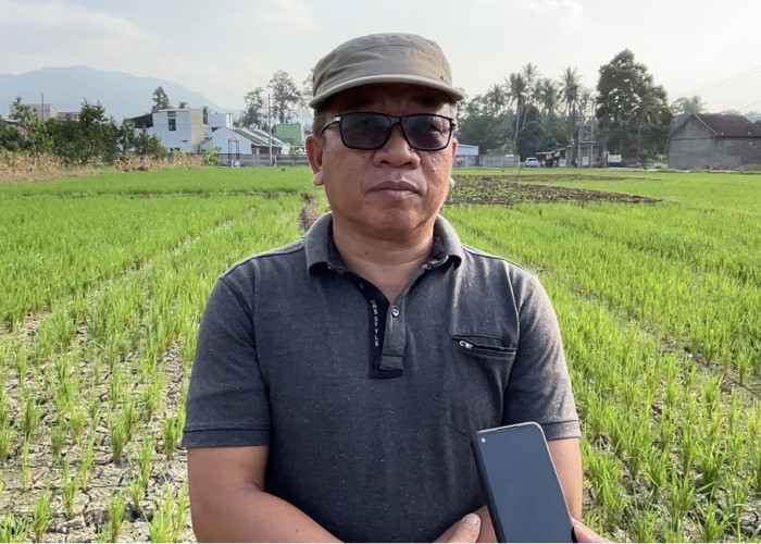 Atasi Kekeringan 1,5 Hektar Sawah di Kurungan Nyawa, Dinas TPH Usulkan Bangun DAM Parit
