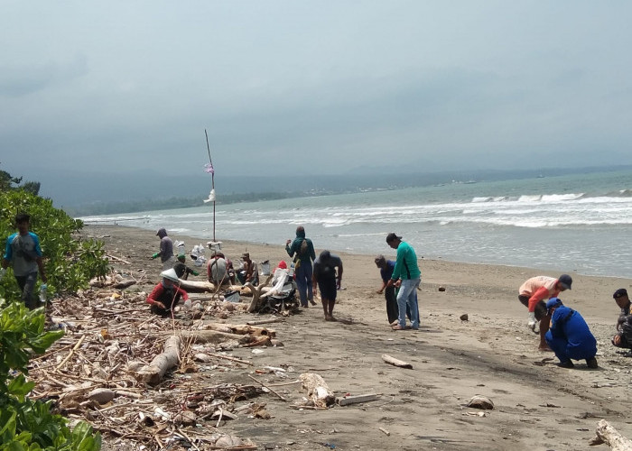 Setelah Pantai di Lamsel tercemar Limbah Hitam, Pantai di Pesisir Tanggamus Juga Ditemukan Serupa 