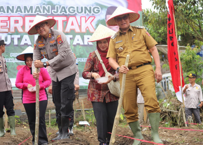 Dukung Program Swasembada Pangan, Polres Lambar dan Pemkab Tanam Jagung di Lahan Seluas 41,5 Hektar