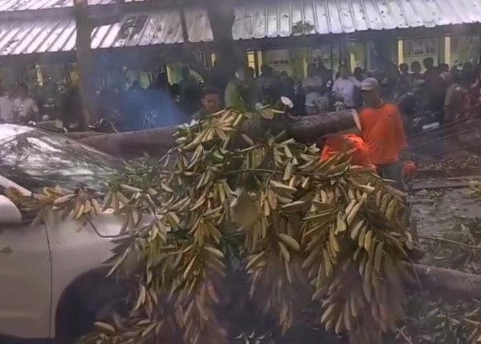 Cuaca Ekstrem, Pohon Tumbang Timpa Kendaraan Parkir di UIN Jusila
