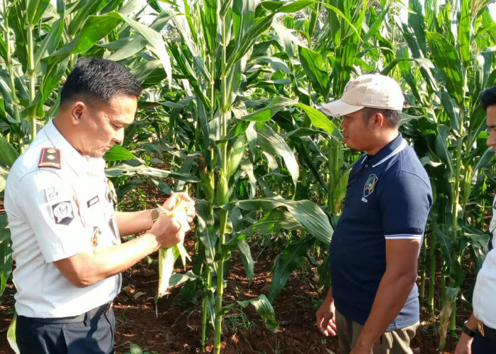 Jelang Panen Raya, Jagung Rutan Sukadana Bertahan di Tengah Kemarau