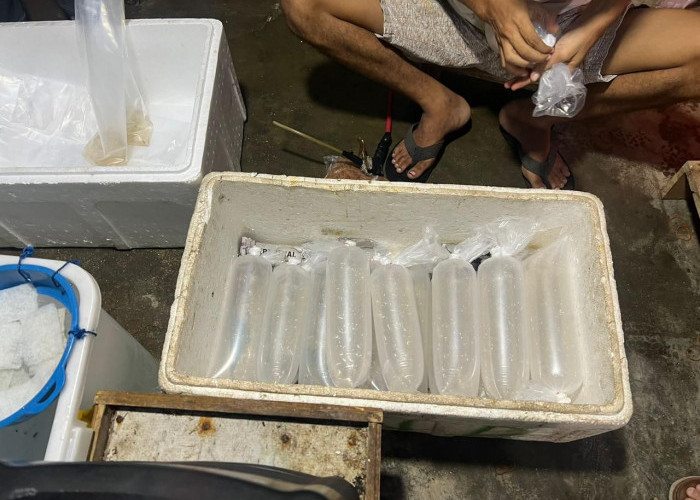 Polisi Gerebek Gudang Penampungan Benih Lobster di Pesibar, 2 Orang dan 7.500 BBL Diamankan